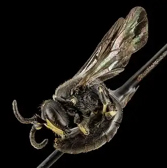 Hylaeus verticalis