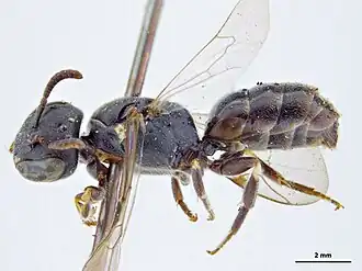 Hylaeus woyensis