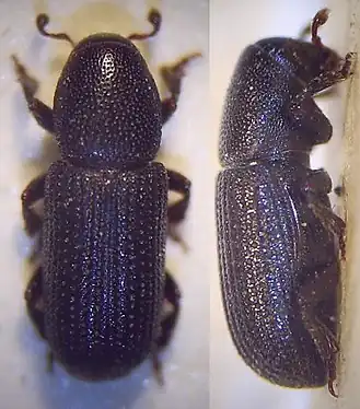 Zwarte dennenbastkever