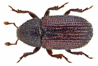 Hylastinus obscurus