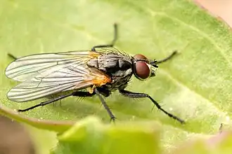 Hylemya variata