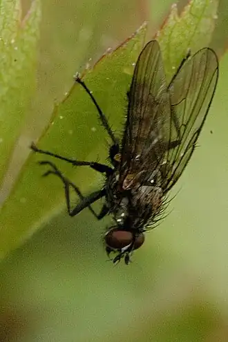 Hylemyza partita