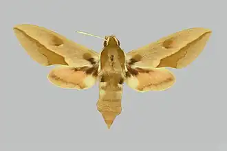 Hyles centralasiae