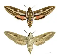 Hyles livornica