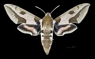 Hyles nicaea nicaea ♀