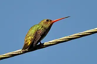 Gouden saffierkolibrie