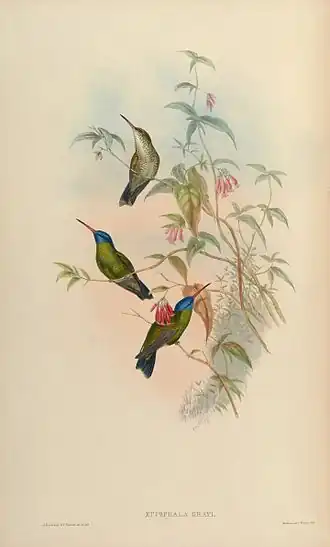 Blauwkopsaffierkolibrie