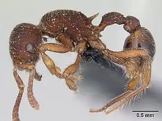 Hylomyrma reitteri