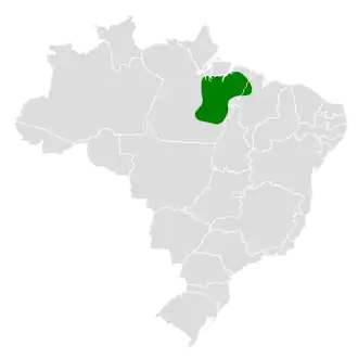 Snethlages mierpitta