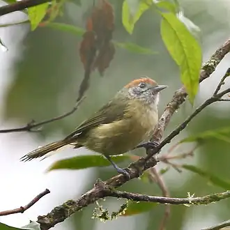 Roestkruinvireo
