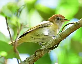 Roestnekvireo
