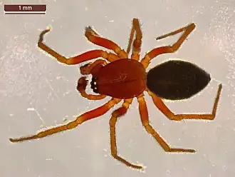 Lang kurkentrekkertje