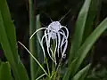 Hymenocallis littoralis