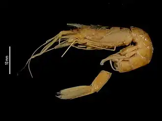 Hymenopenaeus furici