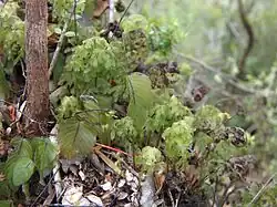 Hymenoglossum cruentum en H. caudiculatum