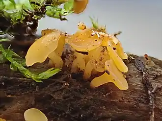 Hymenoscyphus calyculus