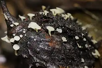 Hymenoscyphus fagineus