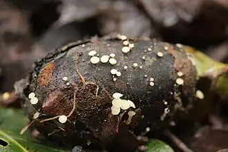 Hymenoscyphus fructigenus