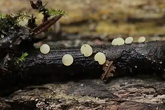 Hymenoscyphus kathiae