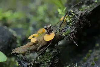 Gewoon kruidenvlieskelkje