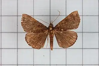 Hypena similata