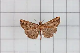 Hypena lignealis