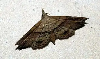Hypenagonia