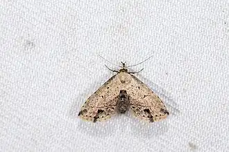 Hypenagonia subsuffusata