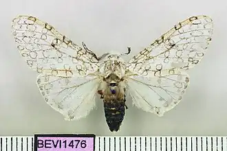 Hypercompe albicornis