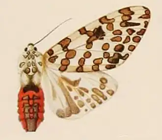 Hypercompe burmeisteri