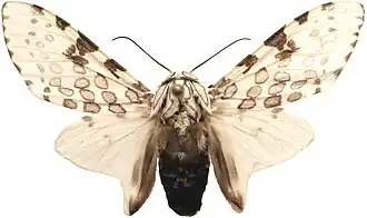 Hypercompe cunigunda