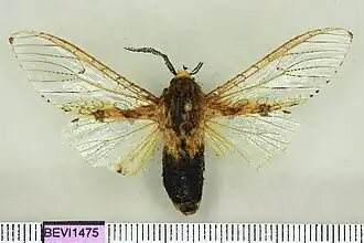 Hypercompe heterogena