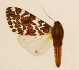 Hypercompe melanoleuca