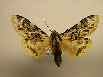Hypercompe nemophila