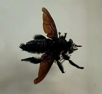 Hyperechia xylocopiformis