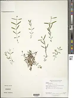 Herbarium exemplaar
