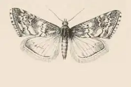 Hyperlais rivasalis