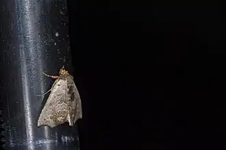 Hyperlopha compactilis