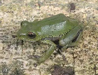 Hyperolius cinnamomeoventris