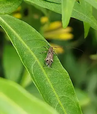 Hyperplatys argentina