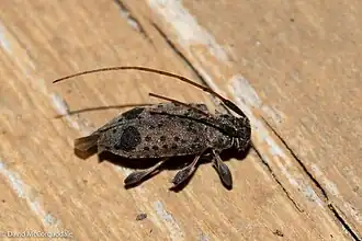 Hyperplatys maculata