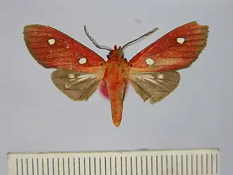 Hyperthaema sanguineata