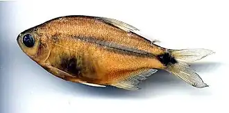 Hyphessobrycon proteus