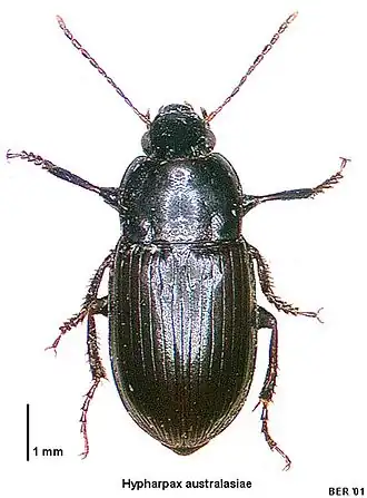 Harpalus australasiae
