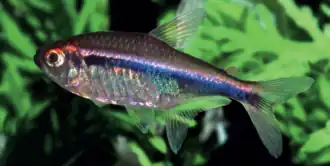 Hyphessobrycon agulha