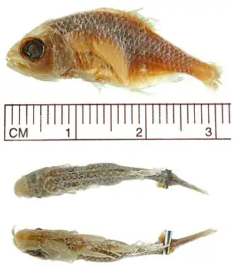 Hyphessobrycon boulengeri
