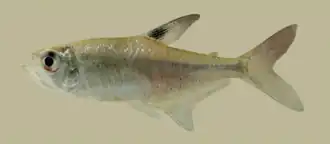 Hyphessobrycon compressus