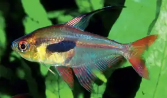 Hyphessobrycon epicharis