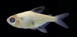 Hyphessobrycon georgettae