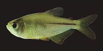 Hyphessobrycon itaparicensis